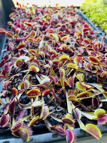 Venus Flytrap - Dionaea Muscipula 'Akai Ryu'