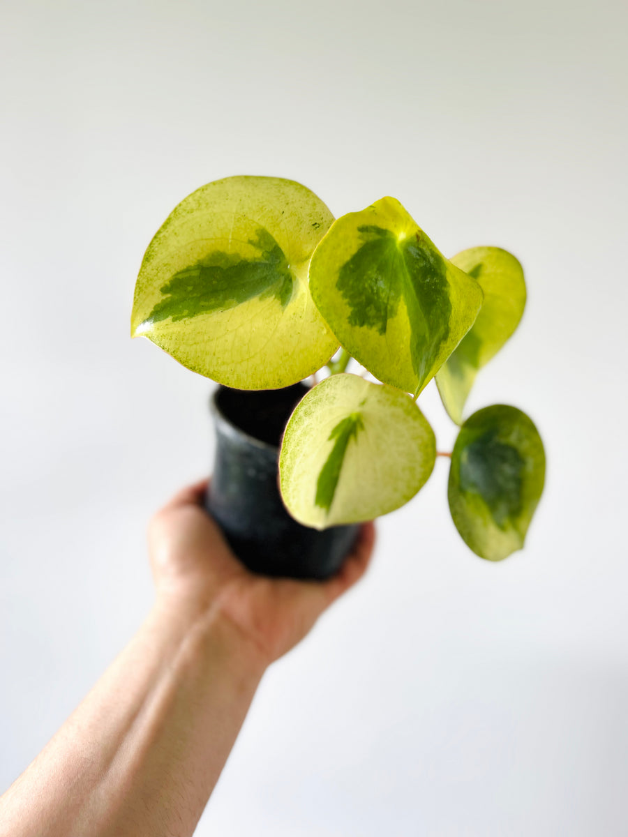 Peperomia Verdant Flame - Variegated Polybotra - 4” Pot