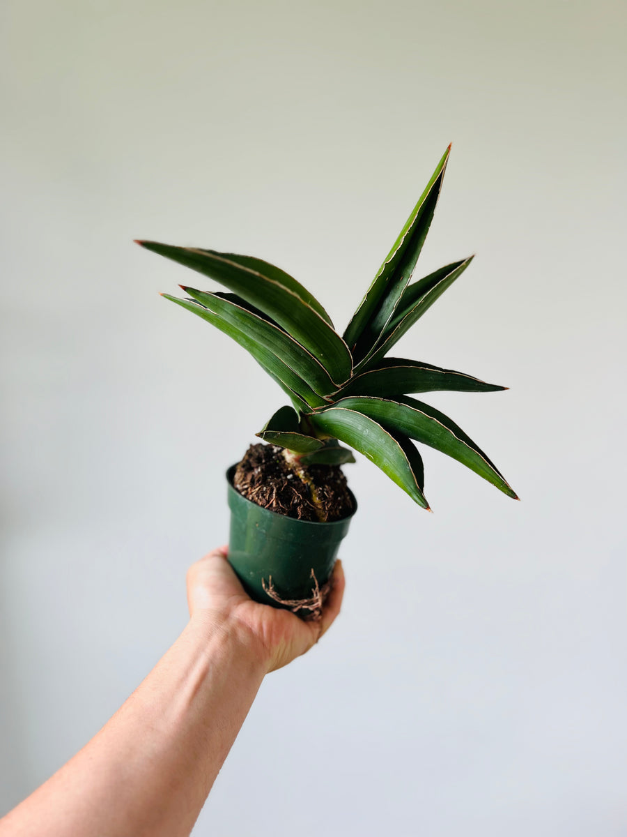 Samurai Sansevieria - Very Large - 4