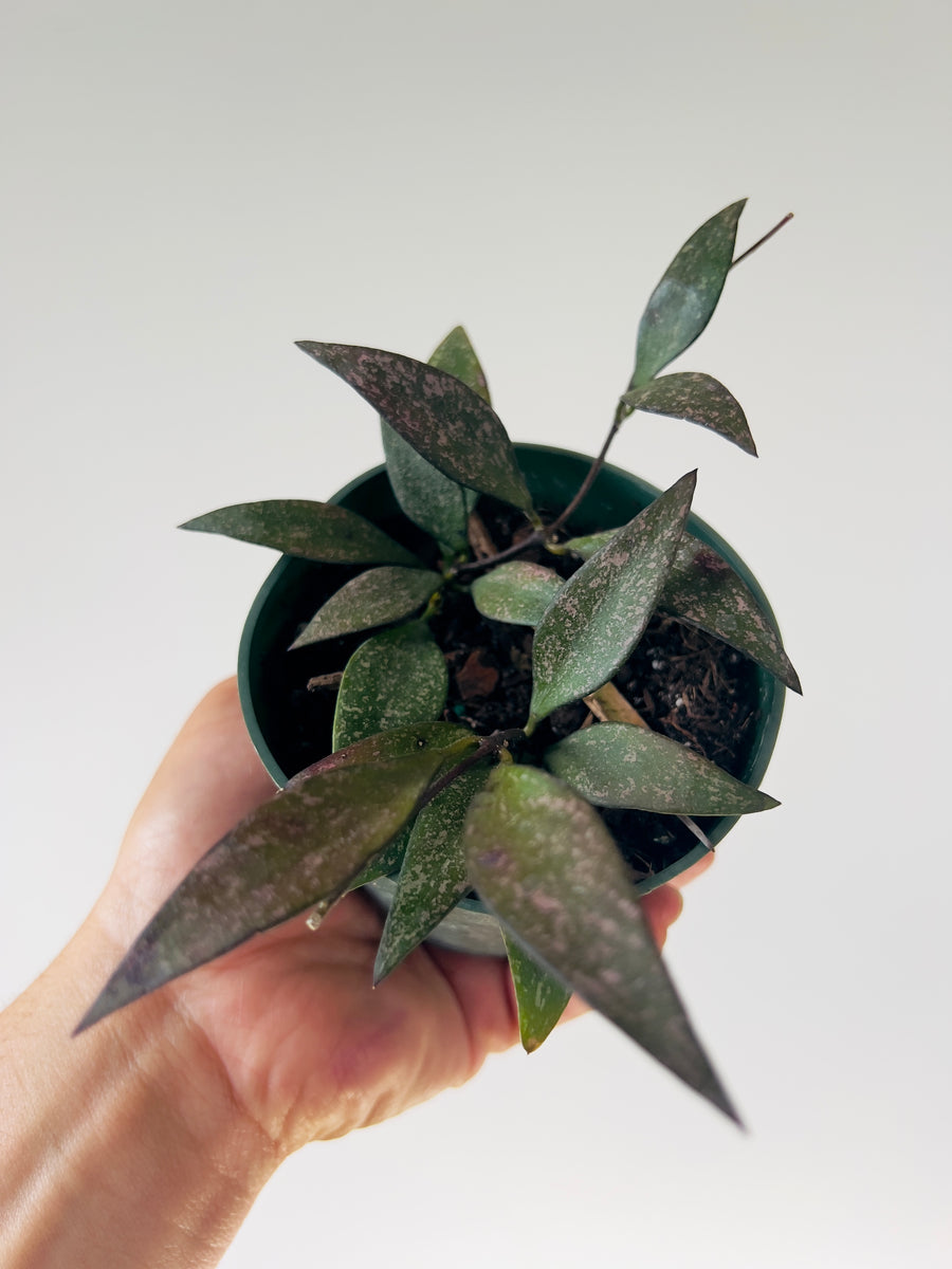 Hoya Parvifolia Splash - Sunstressed Hoya - 4