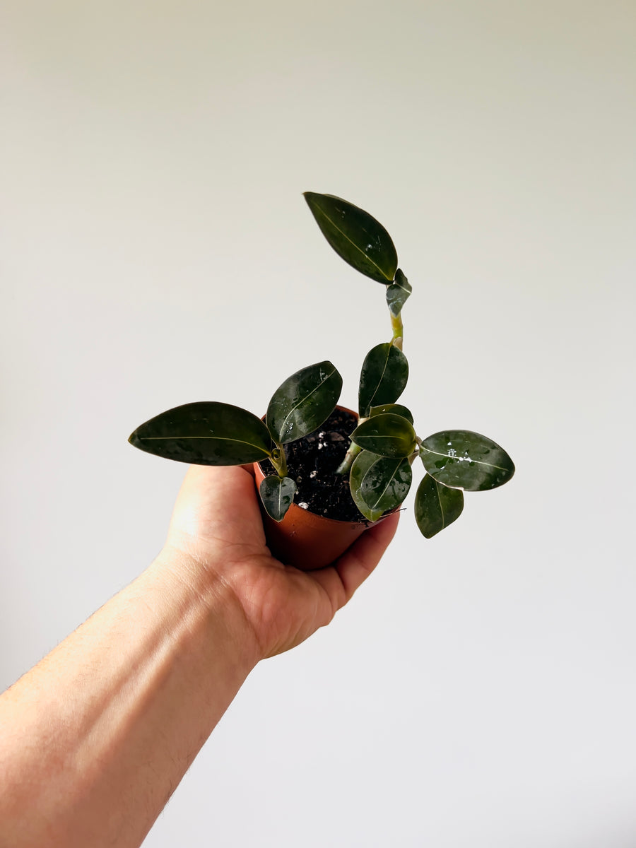 Jewel Orchid - Nigricans Black - 3