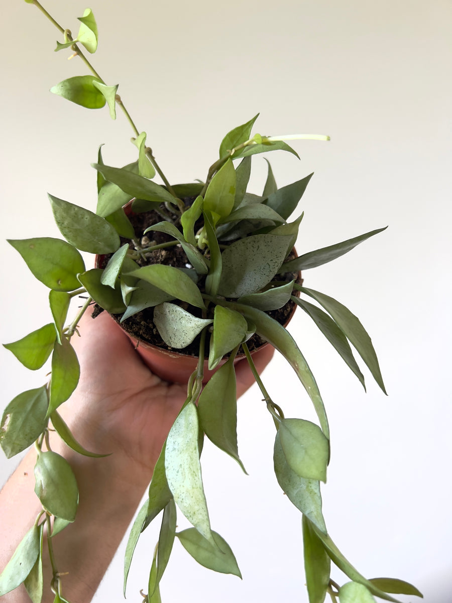 Hoya Lacunosa ‘Silver Mint Coin’ - Very Full & Trailing - 4” Pot