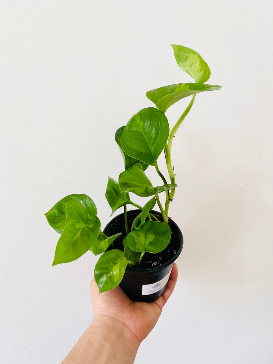 Pothos Global Green - Epipremnum Aureum ‘Global Green’ - 4