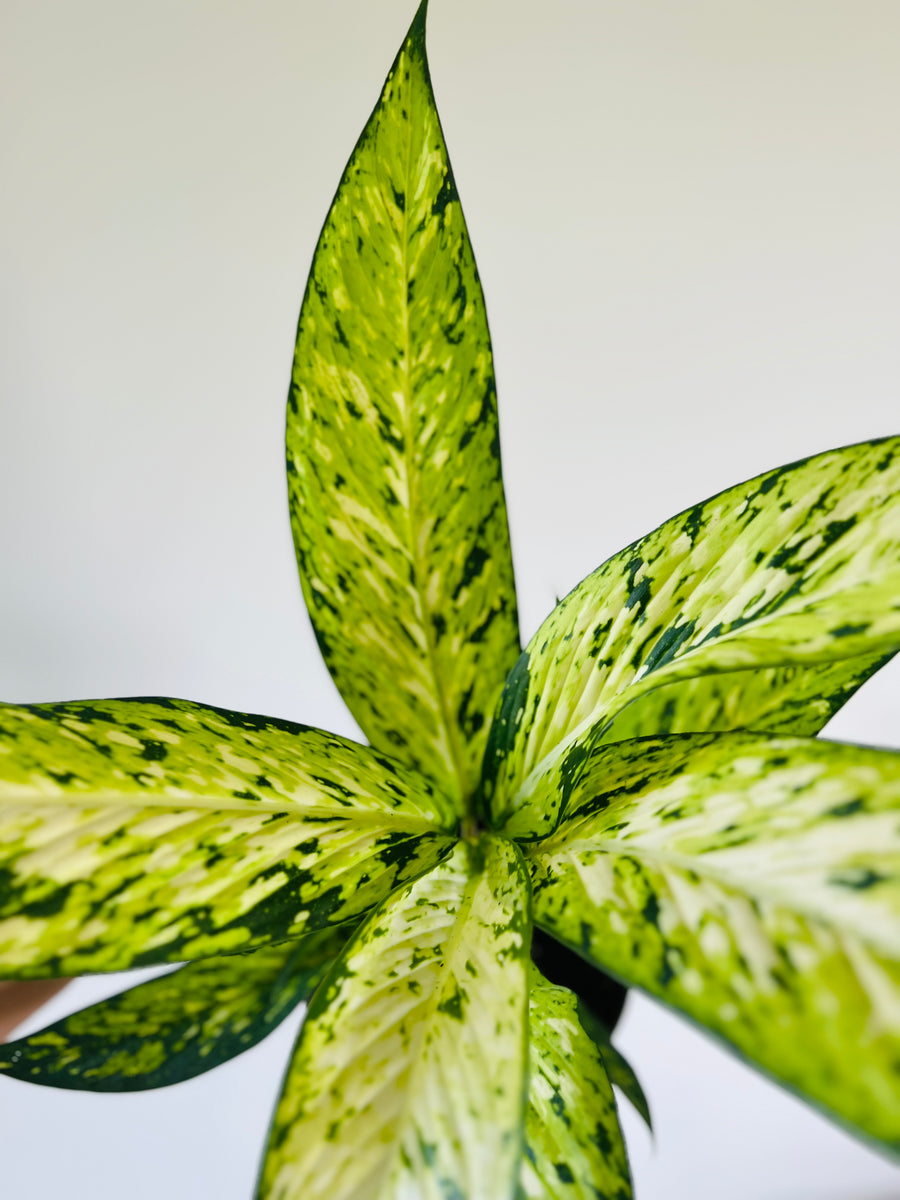 Dieffenbachia Starbright - 6