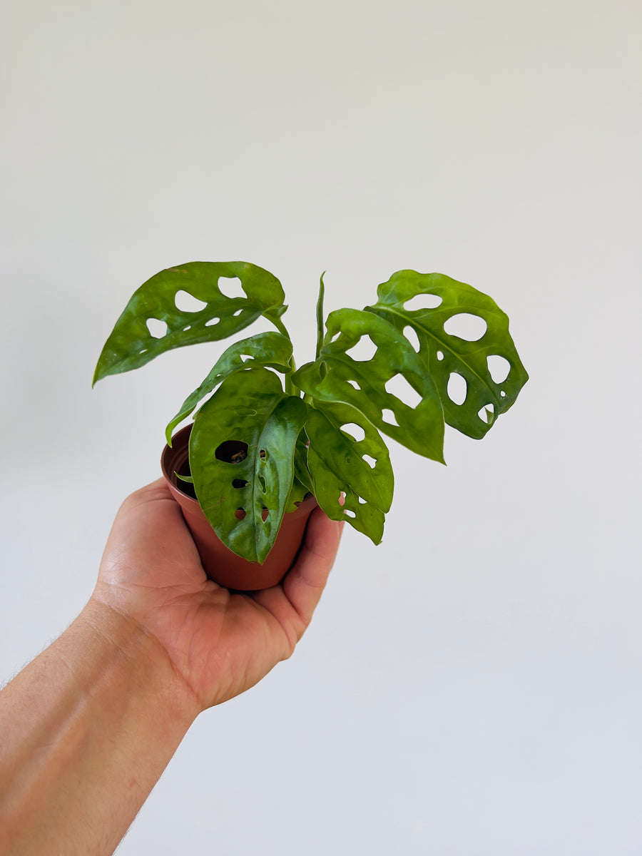 Monstera Swiss Cheese - Starter Plant - 3