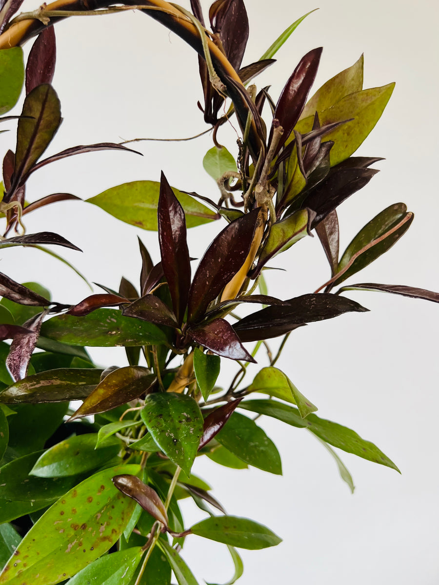 Hoya Pubicalyx Royal Hawaiian Purple - Grown on Hoop - 6