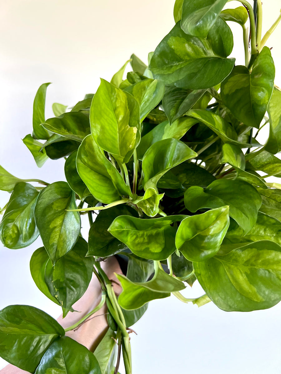 Pothos Global Green - Epipremnum Aureum ‘Global Green’ - Very Full & Trailing - 8