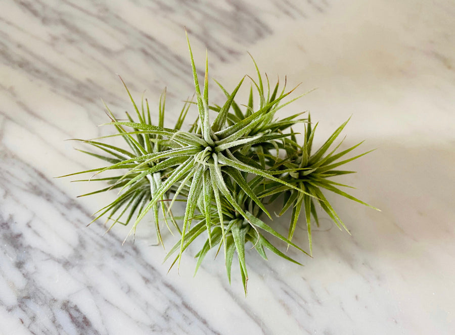 Space Dust Airplant - Tillandsia Collection