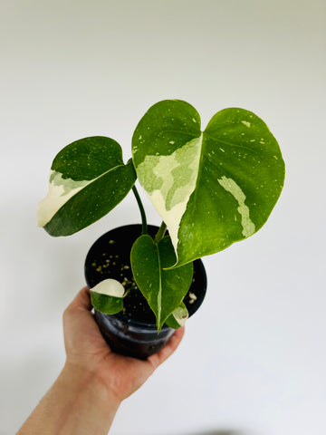 Monstera Thai Constellation - High Variegation - Large Growth - 4