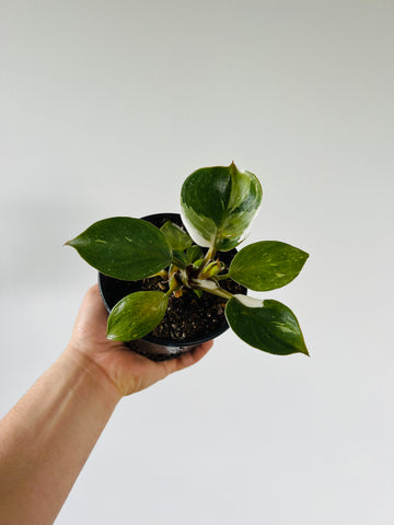 Philodendron White Knight - Medium Variegation - 4