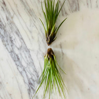 Black Forest Airplant - Tillandsia Collection