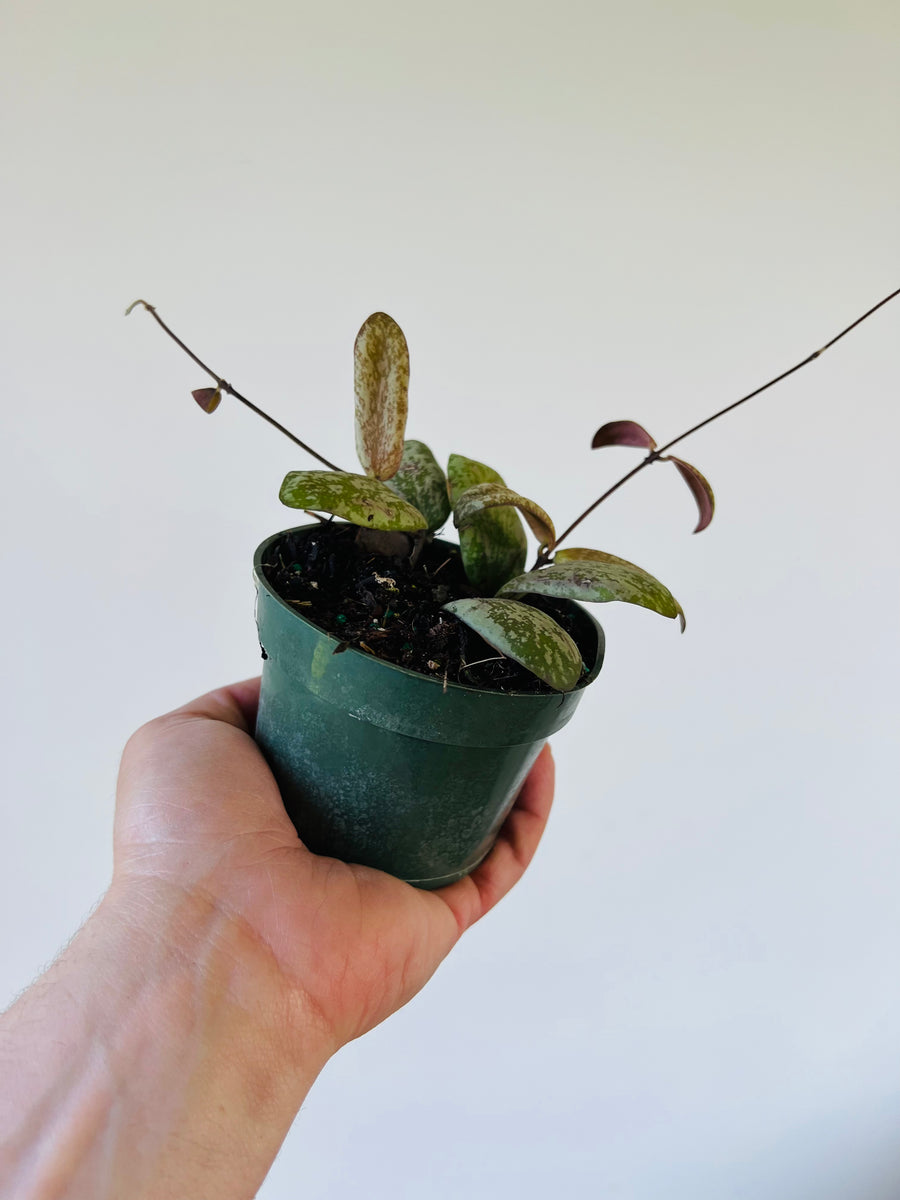 Hoya Sigillatis AH001 (sp. Borneo) - Splashy Hoya - 4