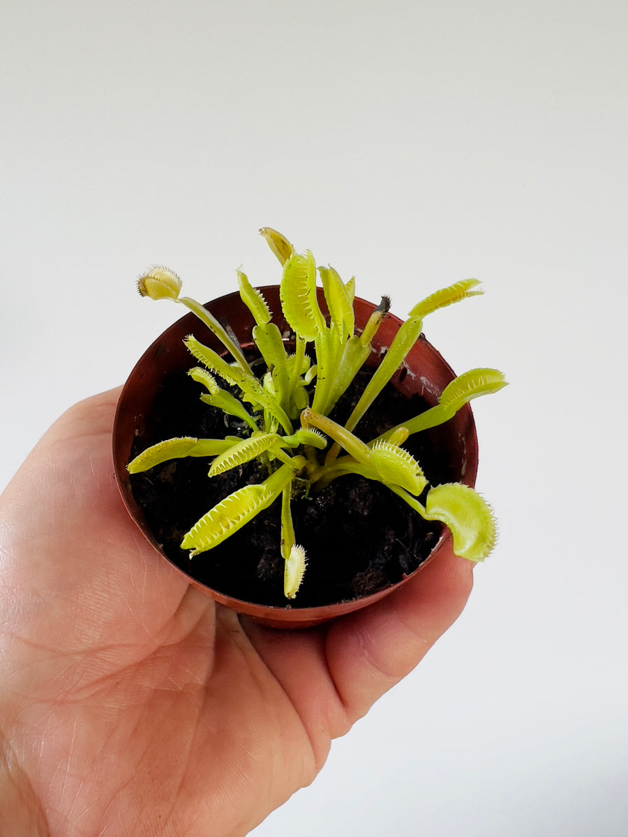 Venus Flytrap - Dionaea Muscipula 'Dente'