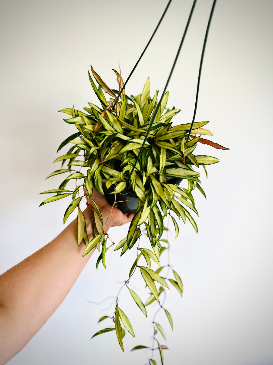 Hoya Kentiana Variegated - Butterscotch Hoya - 8