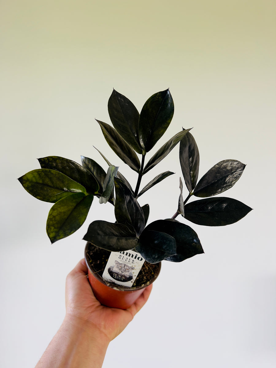 african zz plant ZZ 'Black Queen' - New Cultivar