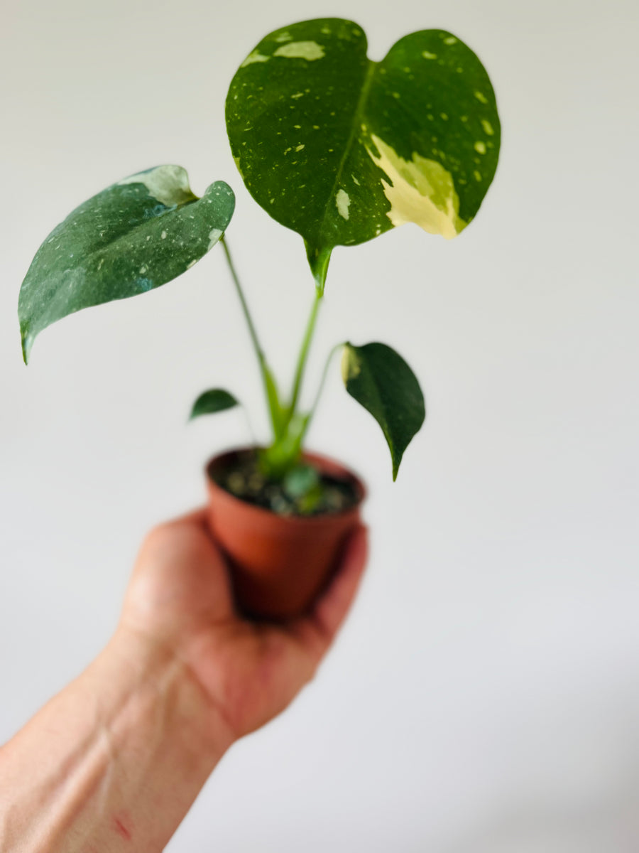 Monstera Thai Constellation - Medium Variegation - 3” Pots