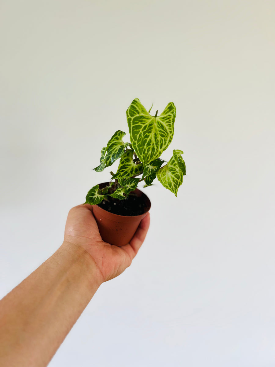 Syngonium Podophyllum 'Batik' - 3