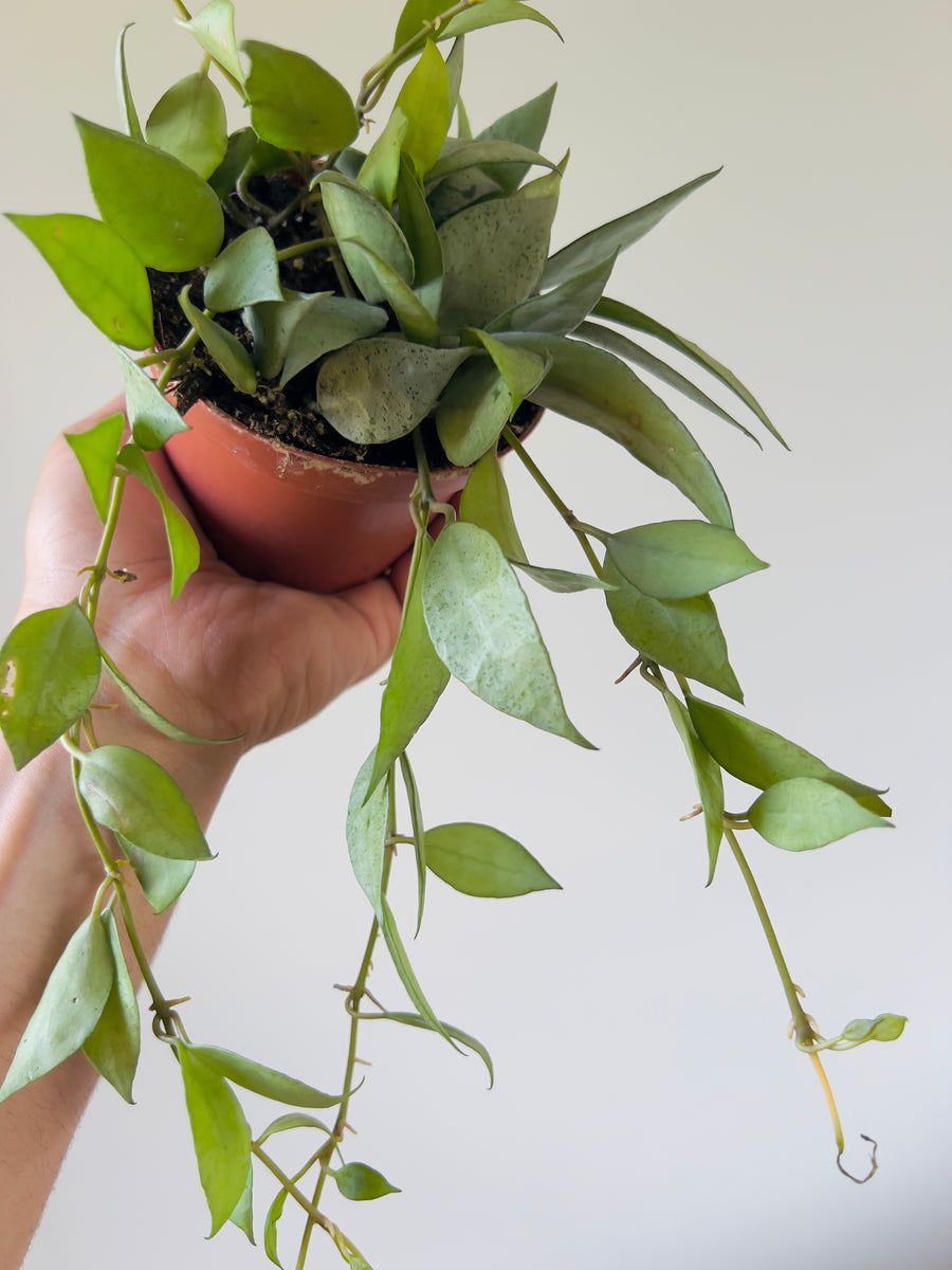 Hoya Lacunosa ‘Silver Mint Coin’ - Very Full & Trailing - 4” Pot