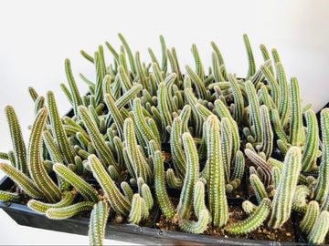 Peanut Cactus - Echinopsis Chamaecereus - 2