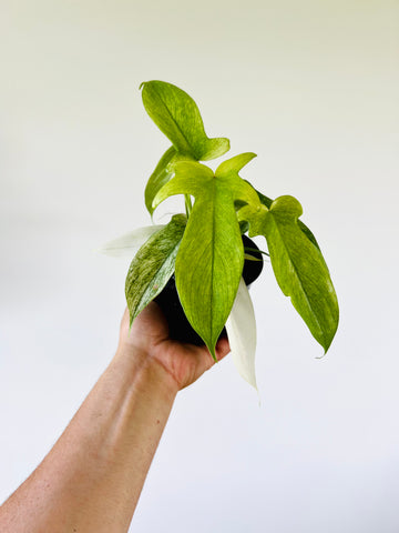 Philodendron Florida Ghost Mint - Highly Variegated - 4