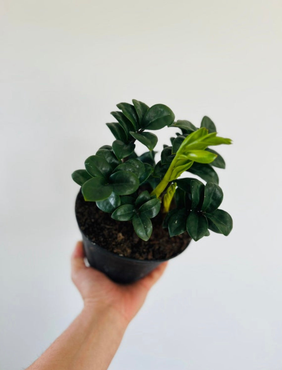 ZZ Zenzi - Dwarf ZZ Plant - 6