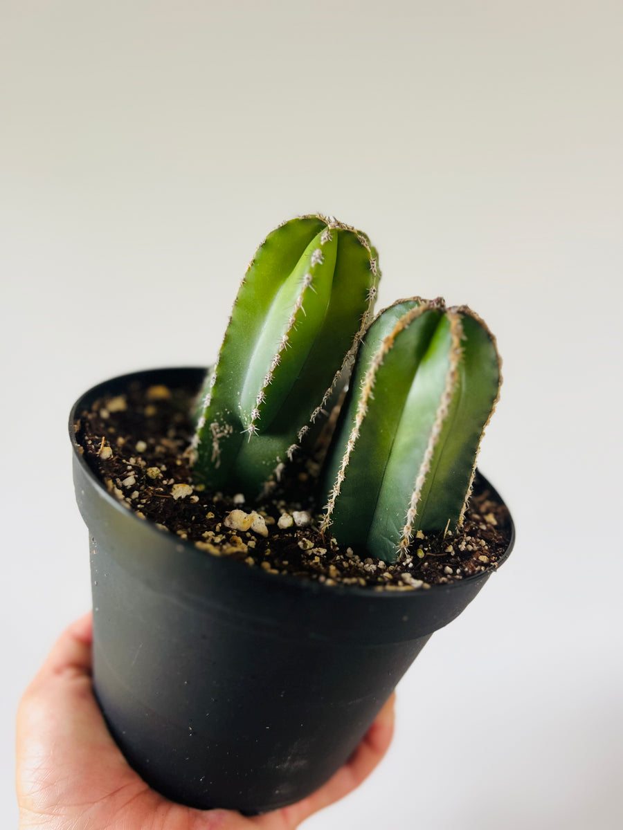 Mexican Fencepost Cactus - Lophocereus marginatus - 6