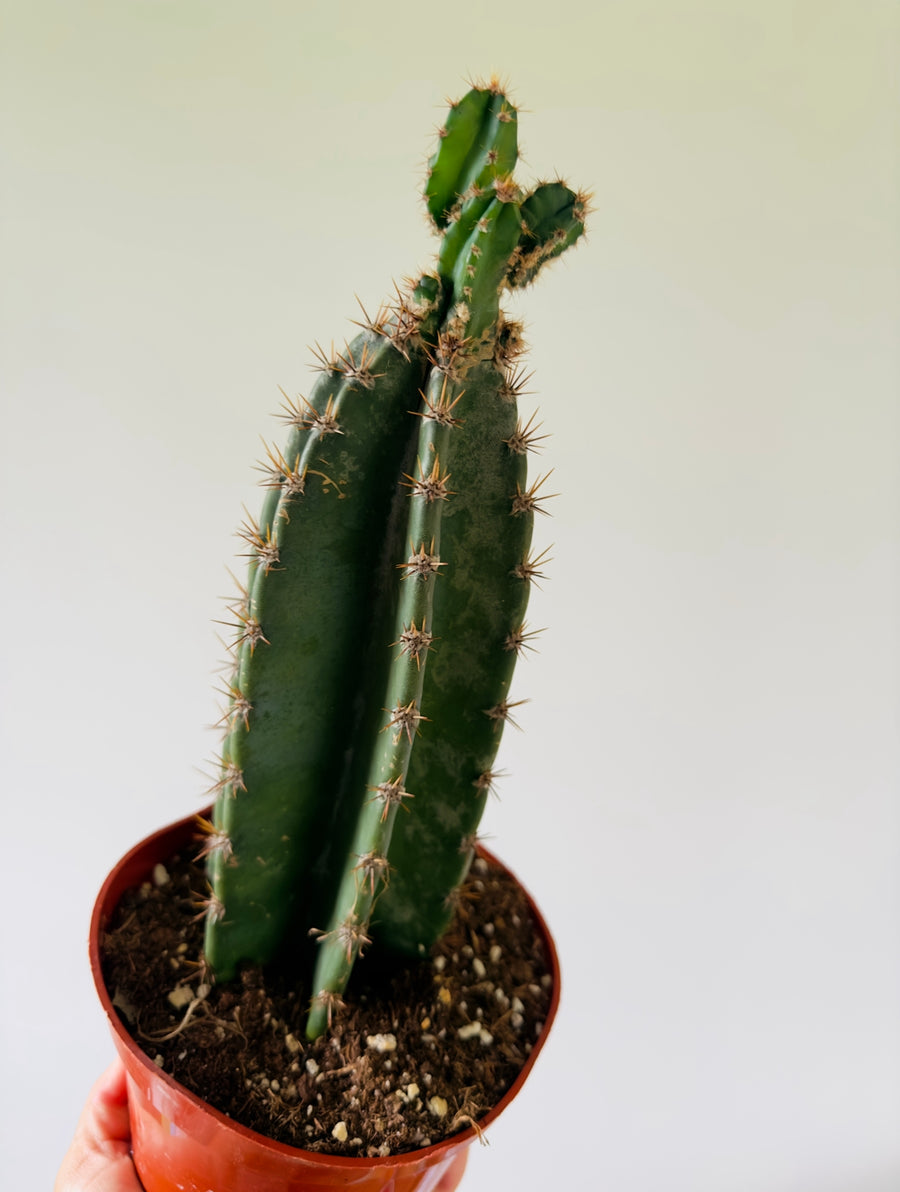 Peruvian Apple Cactus - Cereus Peruvianus - 6