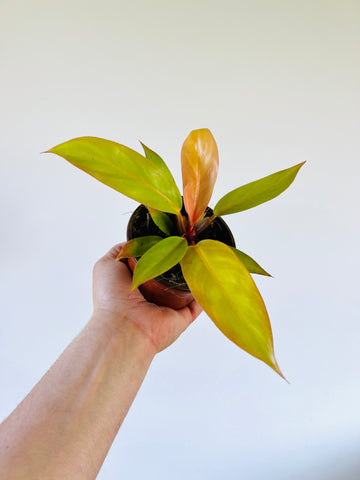 Philodendron Tangerine - 4