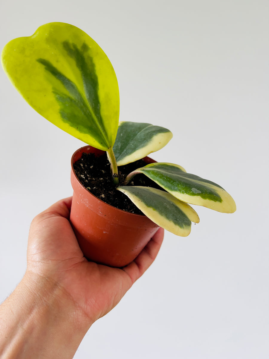 Hoya Kerrii ‘Outer Variegated’ - Vining - 4