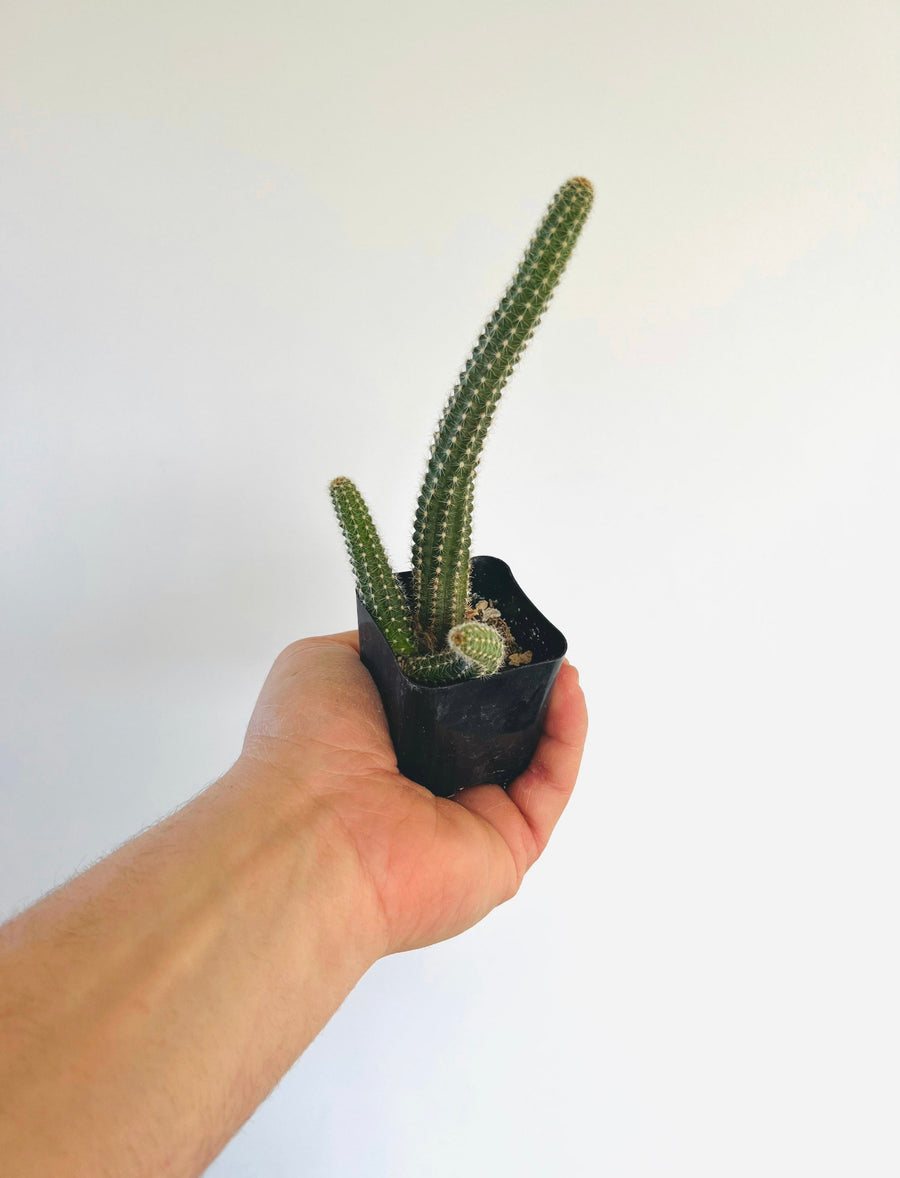 Peanut Cactus - Echinopsis Chamaecereus - 2