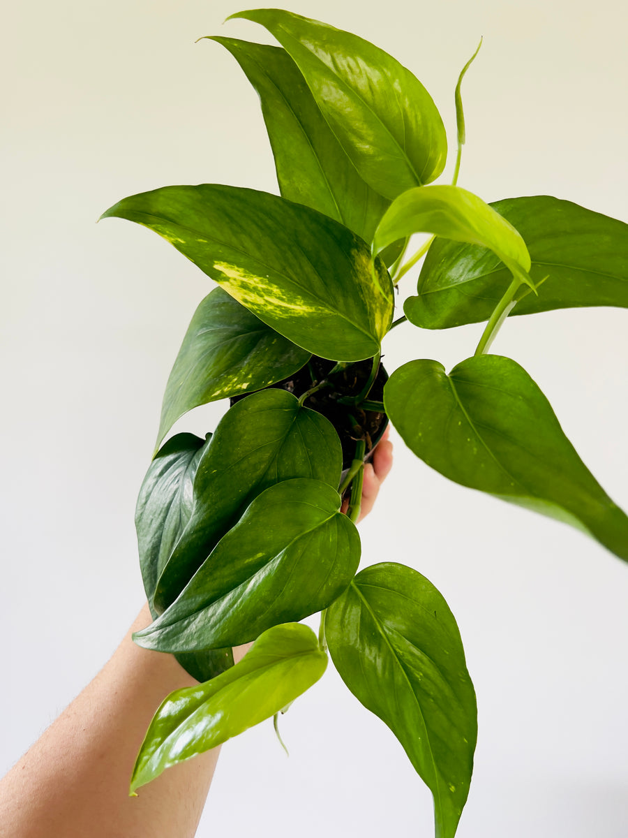 Epipremnum Pinnatum Yellow Flame aureastarter Plant ALL 