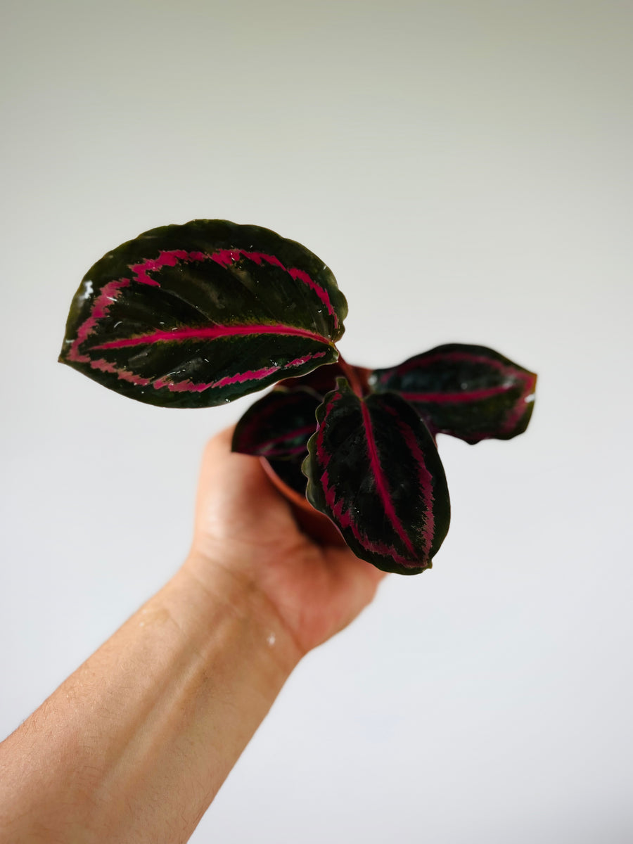 Calathea Black Sun - Starter Plant Collection - 3