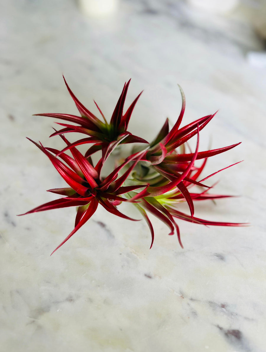 tillandsia red abdita air plants Blood Red Airplant