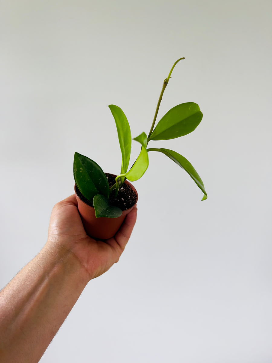 Hoya Fungii x Carnosa - 3