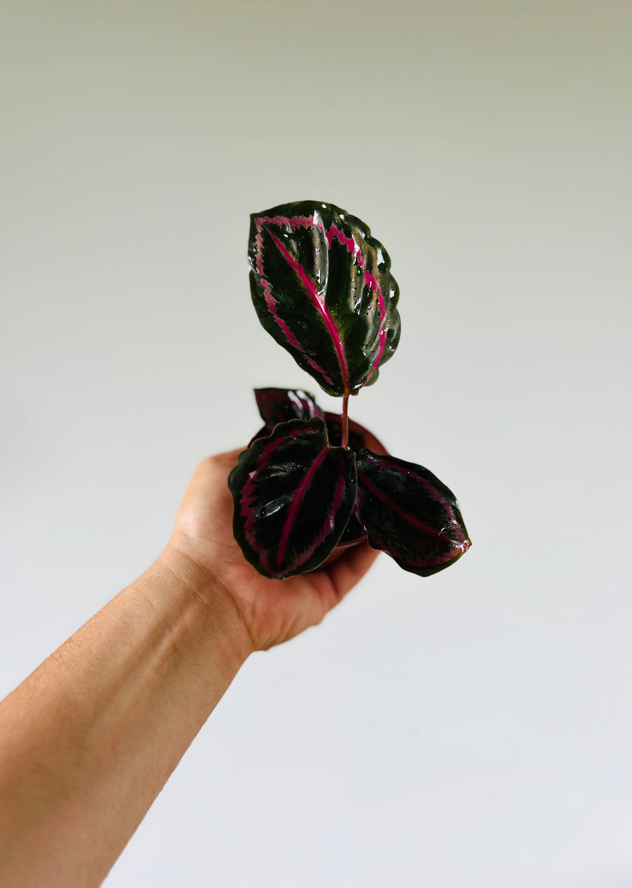 Calathea Black Sun - Starter Plant Collection - 3