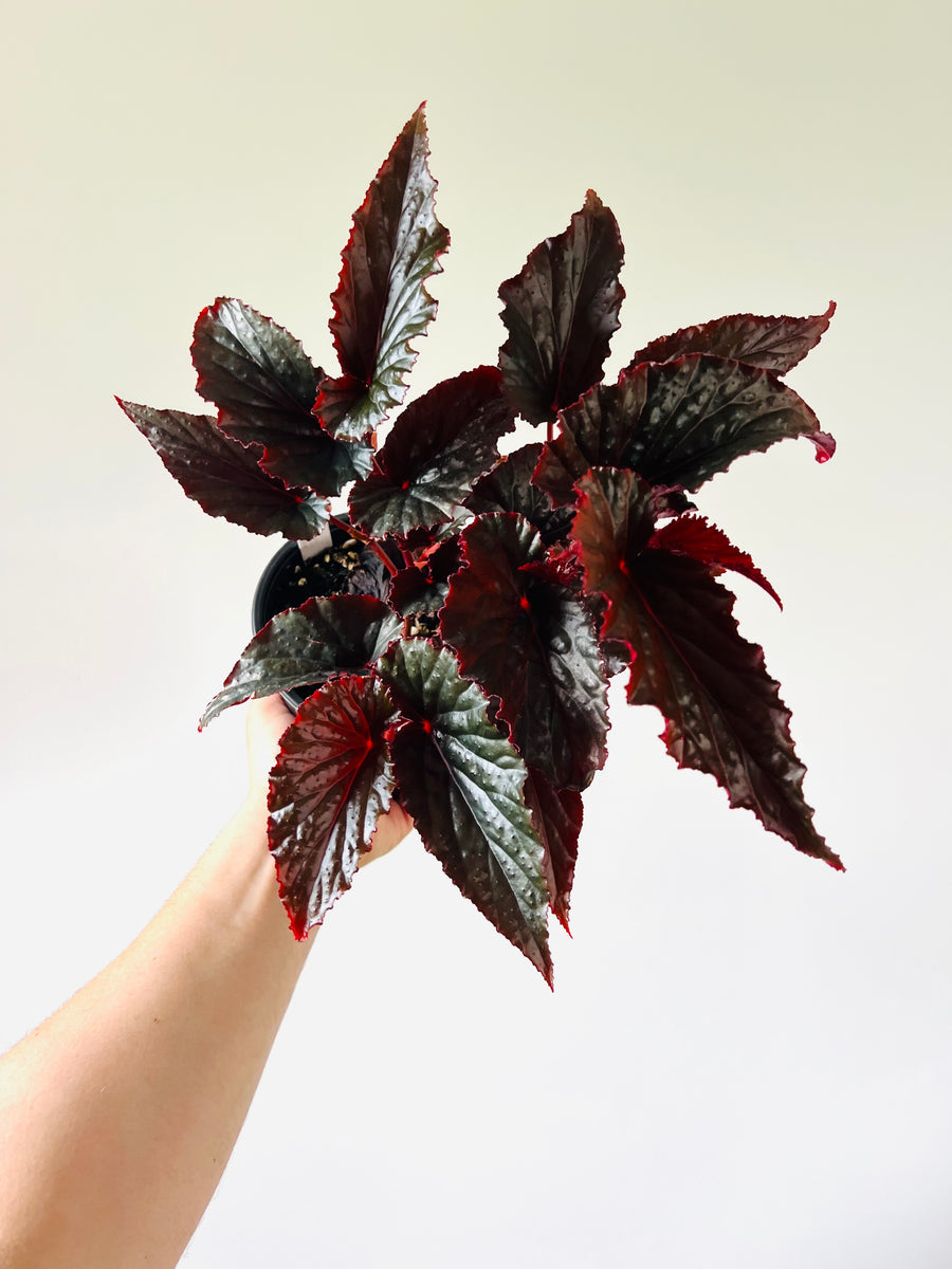 Begonia Black Angel - Black Plants - 6
