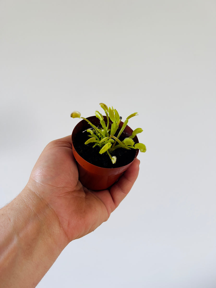 Venus Flytrap - Dionaea Muscipula 'Dente'