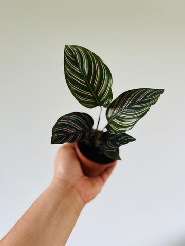 Calathea Ornata - Starter Plant Collection - 3