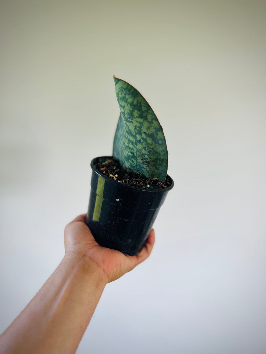 Sansevieria Shark Fin - 5