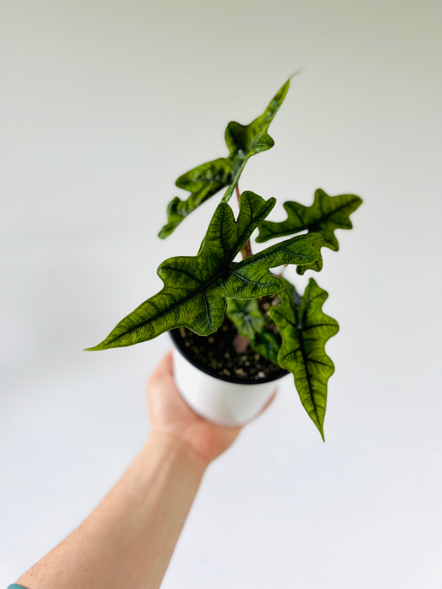 Alocasia Jacklyn - Rare Aroid - 6