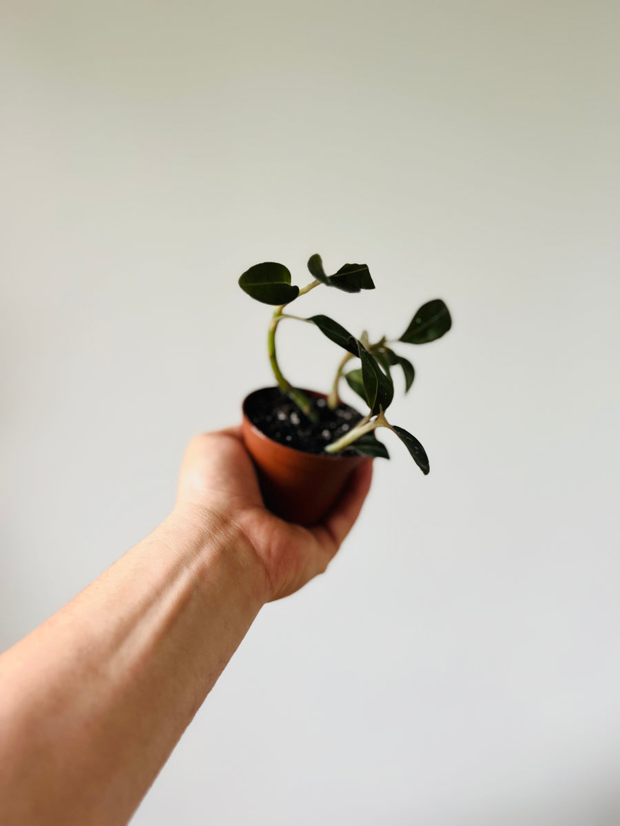 Jewel Orchid - Nigricans Black - 3