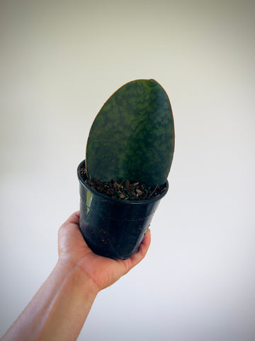 Sansevieria Shark Fin - 5