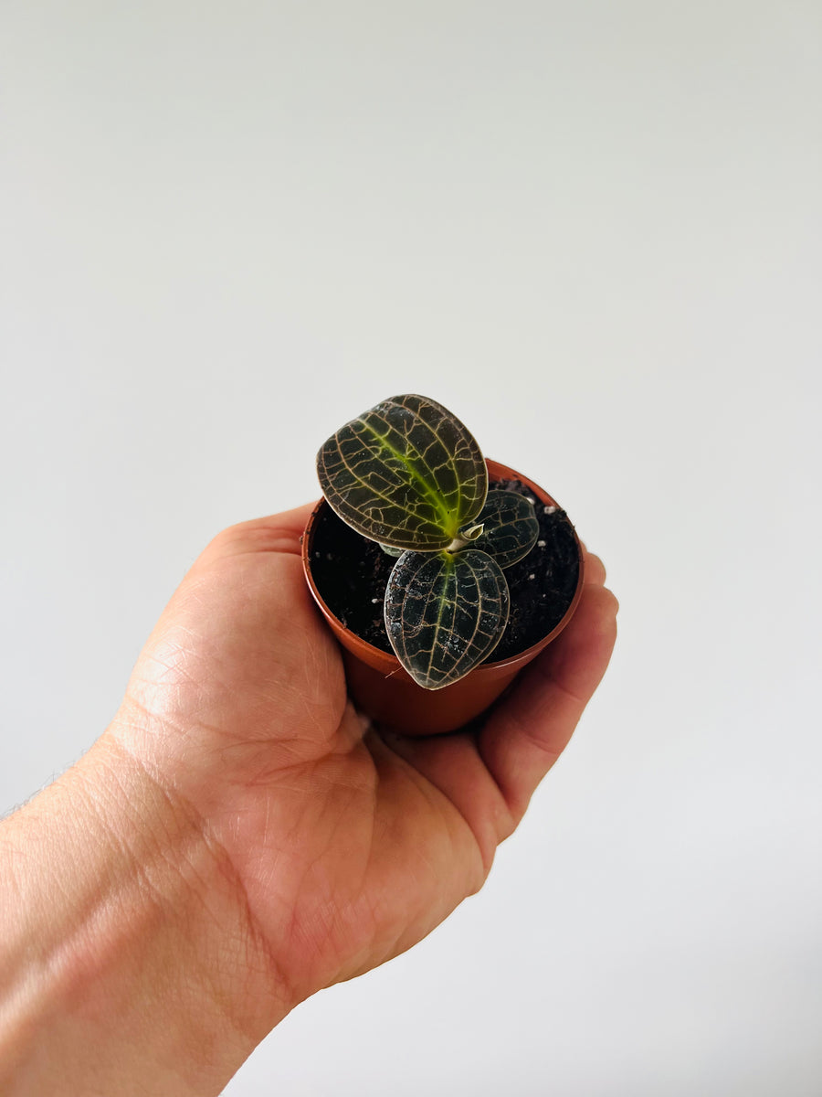 Gold Dust Jewel Orchid - Macodes Sanderiana x Limii - 3
