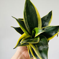 black star snake plant care Dark Star Sansevieria - Snake Plant