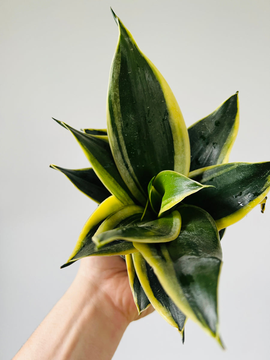 glow in the dark snake plant Dark Star Sansevieria - Snake Plant