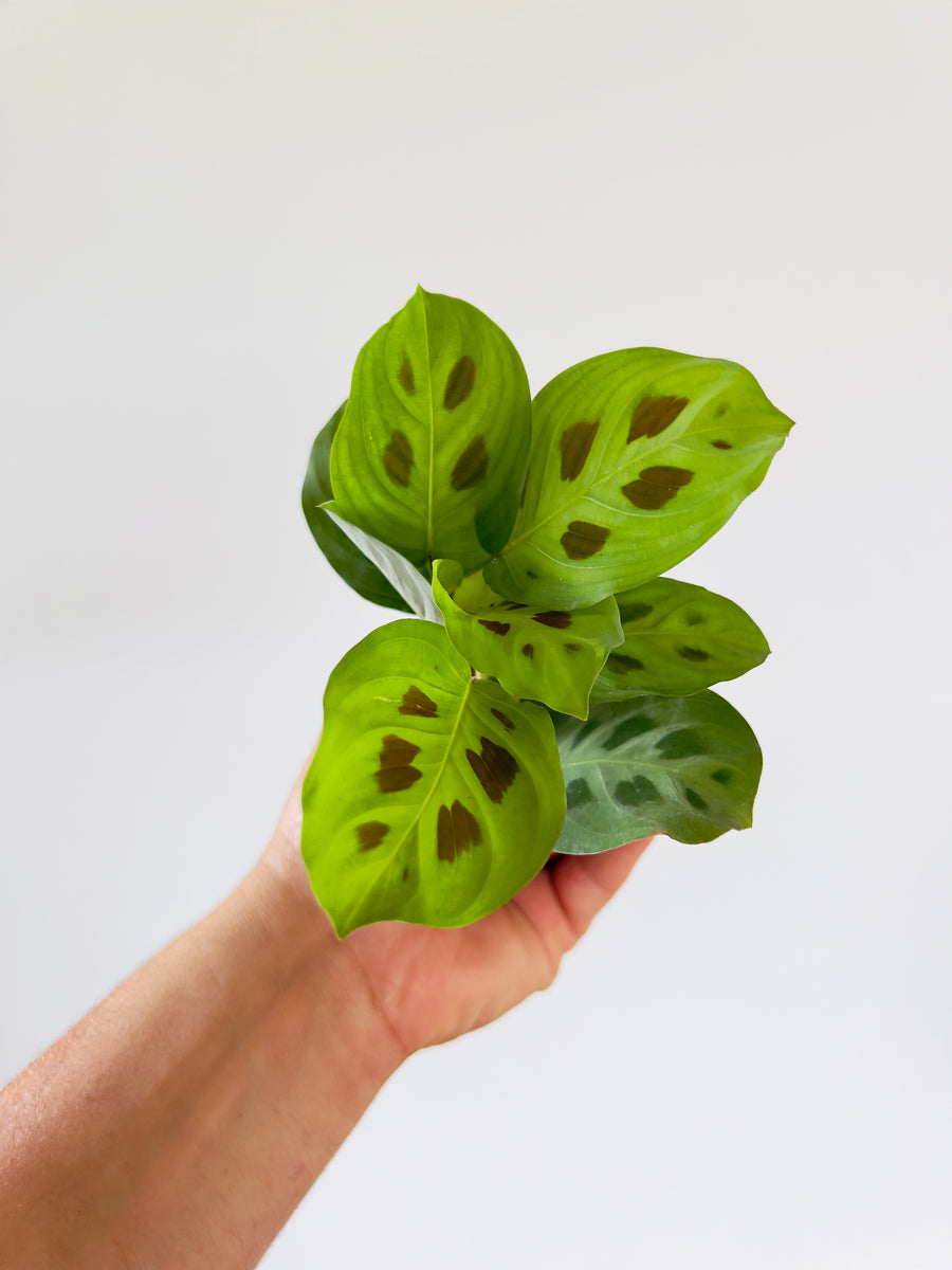 Maranta Leuconeura - Green & Black Prayer Plant - 2” Pot