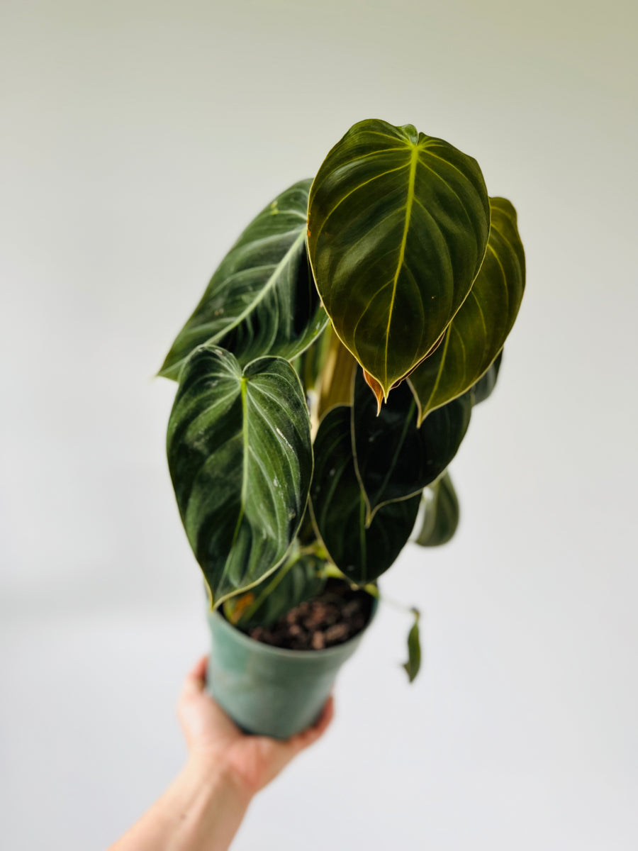 Philodendron Melanochrysum - Grown on Totem - 6