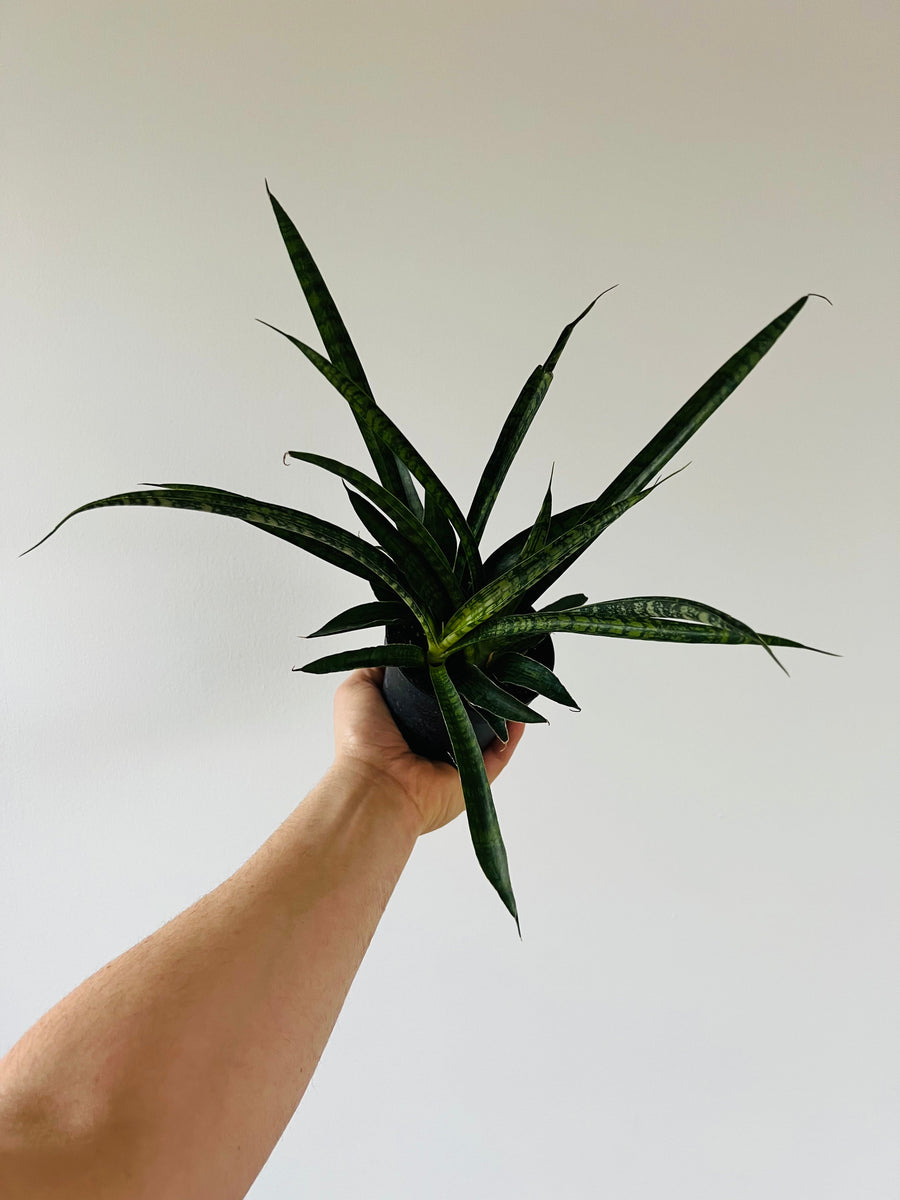 Sansevieria Galaxy - Rare Hybrid Snake Plant - 4