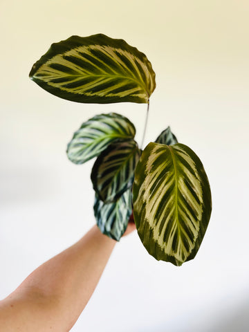 Calathea Cora - Peacock Calathea - 4