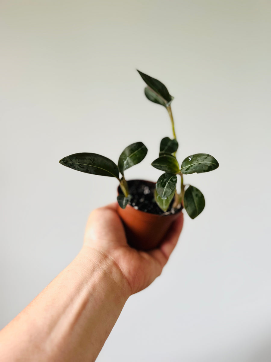 Jewel Orchid - Nigricans Black - 3